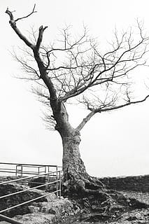 arbre sense fulles, blanc, cel, planta, arbre, tronc de l'arbre, barana, roure, sòl, arrel, edifici, passeig marítim, pont, asfalt, sicomoro, maple, animal, insecte de cricket, insecte, invertebrat, arbre nu, branca, tranquil·litat, cap gent, naturalesa, escena tranquil·la, dia, escenics - natura, tronc, bellesa a la natura, paisatge, medi ambient, escena no urbana, a l'aire lliure, terra, remot, planta morta, aïllat, 5K, CC0, domini públic, lliure de regalies