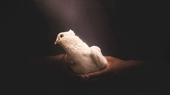 bílá holubice, zvíře, pták, holubice, holub, ruka, prst, umění, mír, zaprášený, piegon, banladesh, okov, teplý, figurka, domácí zvíře, pěnkava, spící, spací, Papoušek, kakadu, savec, jednoho zvířete, domácí, domácí mazlíčci, domácí zvířata, černé pozadí, uvnitř, studio shot, zvířat, obratlovců, nikdo, temný, hlodavec, relaxace, sedící, hledá, koukal, rozjímání, 4K, CC0, veřejná doména, bez autorských práv
