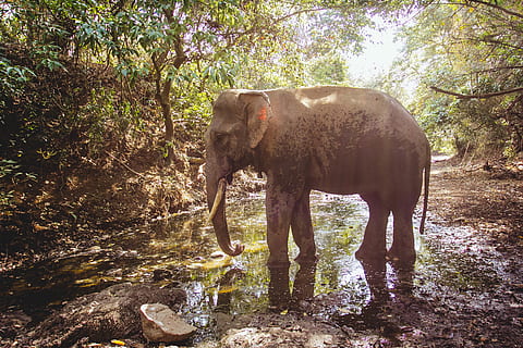 peu d’elefant, elefant, animal, vida salvatge, mamífer, fang, sòl, naturalesa, terra, a l'aire lliure, sabana, camp, pastures, vegetació, arbust, planta, desert, bec, ocell, bassal, aus aquàtiques, arbre, temes d'animals, fauna animal, bosc, aigua, un animal, animals a la natura, vertebrats, cap gent, dia, de peu, llum solar, tronc, herbívors, beure, selva tropical, 4K, CC0, domini públic, lliure de regalies