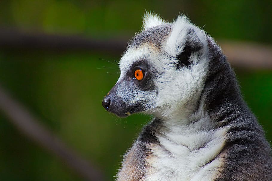 lemur, mico, monkeyland, primat, santuari, plettenberg, badia, al sud, Àfrica, cap, centrat, dolç, expressió, un animal, animal, temes d'animals, fauna animal, mamífer, animals a la natura, mirant cap a fora, centrar-se en primer pla, vertebrats, mirant, cap gent, primer pla, dia, naturalesa, a l'aire lliure, part del cos dels animals, terra, gris, cap d’animals, ull d’animals, vista del perfil, bigotis, 5K