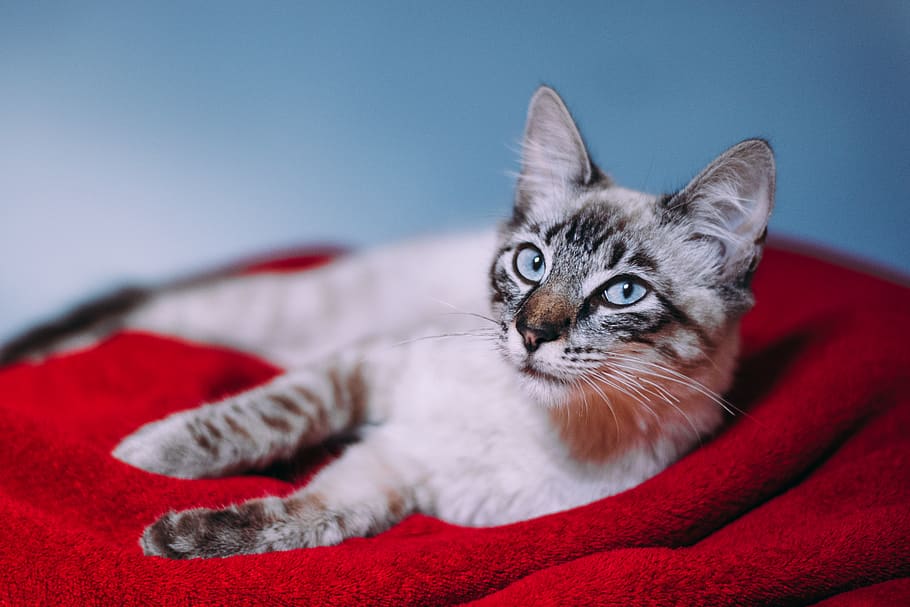 gat tigre de plata, gat, animal, mamífer, mascota, gatet, manta, abissini, catlovres, amor, bonic, alonso, ludemeula, manx, siamès, fusta dura, fusta, cobrellit, mobles, llit, produir, mascotes, nacional, animals domèstics, gat domèstic, temes d'animals, un animal, felí, relaxació, vermell, mirant la càmera, retrat, a l'interior, estirat, vertebrats, cap gent, sofà, bigotis, cap d’animals, ull d’animals, tabby, 5K