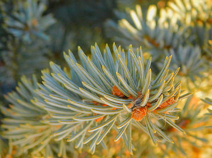 pijnboom, close-up weergave, macro afbeelding, natuur, drie seizoenen, natuurlijk, schoonheid, fotografie, Bos, bomen, takken, nikon - b500, fabriek, schoonheid in de natuur, detailopname, groei, boom, geen mensen, naaldboom, dennenboom, dag, focus op de voorgrond, tak, naald - plantdeel, Pinaceae, selectieve aandacht, buitenshuis, groene kleur, land-, blad, winter, 4K, CC0, publiek domein, royaltyvrij