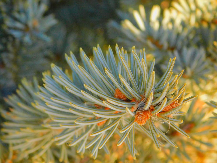 Kiefer, Nahaufnahme, Makrobild, Natur, drei Jahreszeiten, natürlich, Schönheit, Fotografie, Wald, Bäume, Geäst, nikon - b500, Pflanze, Schönheit in der Natur, Nahansicht, Wachstum, Baum, keine Leute, Nadelbaum, Tag, Fokus auf den Vordergrund, Ast, Nadel - Pflanzenteil, Pinaceae, selektiver Fokus, draußen, grüne Farbe, Land, Blatt, Winter, 4K