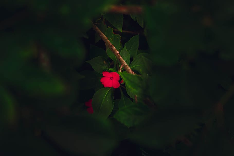fiore, rosso, verde, piccolo, pianta, parte vegetale, foglia, bellezza nella natura, crescita, avvicinamento, pianta fiorita, nessuno, natura, colore verde, freschezza, vulnerabilità, giorno, fragilità, messa a fuoco selettiva, all'aperto, concentrarsi sulle conoscenze acquisite, la tranquillità, 5K