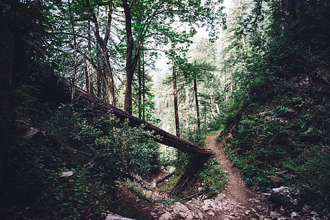 natur, skove, træer, kufferter, gøer, træ, græs, planter, stier, veje, Skov, plante, jord, ro, vækst, skønhed i naturen, dag, ingen mennesker, scenics - natur, ikke-urbane scene, rolig scene, bagagerum, træstamme, udendørs, fjern, miljø, ødemark, sti, 5K, CC0, offentligt domæne, royaltyfrie