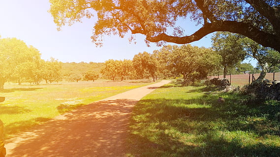 plantar, árvore, caminho, grama, tronco de árvore, trilha, vegetação, ao ar livre, carvalho, natureza, luz solar, terra, panorama, floresta, gramado, parque, campo, pastagem, esporte, beleza na natureza, tranquilidade, estrada, crescimento, ninguém, cor verde, direção, cena tranquila, dia, céu, outono, sombra, scenics - natureza, mudança, 4K, CC0, domínio público, royalty free