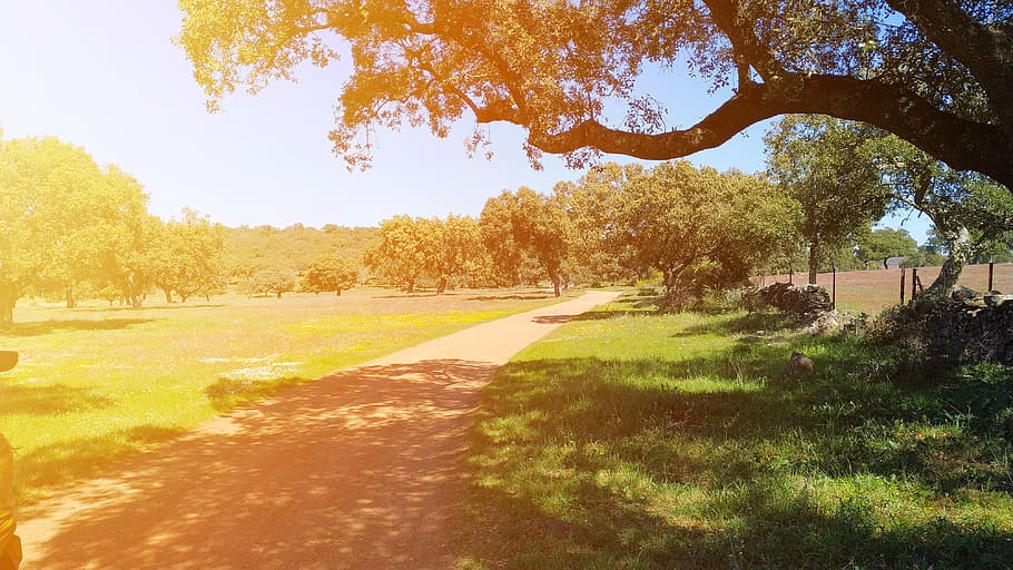 plantar, árvore, caminho, grama, tronco de árvore, trilha, vegetação, ao ar livre, carvalho, natureza, luz solar, terra, panorama, floresta, gramado, parque, campo, pastagem, esporte, beleza na natureza, tranquilidade, estrada, crescimento, ninguém, cor verde, direção, cena tranquila, dia, céu, outono, sombra, scenics - natureza, mudança, 4K