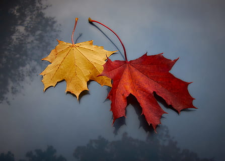 vermell, groc, maple, fulles, full, caure, tardor, dos, parell, planta, disseny, jugar, color, temporada, naturalesa, color taronja, octubre, multicolor, arbre, a l'aire lliure, arbre d'auró, fons, bosc, marró, colors, color daurat, color vibrant, sec, caient, primer pla, bellesa a la natura, cap gent, imatge en color, setembre, resum, còpia espai, 2K, CC0, domini públic, lliure de regalies