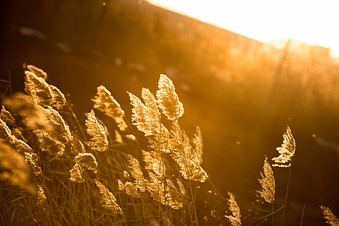 bulrush, 식물, 햇빛, 성장, 자연, 자연의 아름다움, 평온, 아무도, 일, 나라, 들, 농업, 닫다, 옥외, 일몰, 경치, 하늘, 백라이트, 수확고, 잔디, 고요한 장면, 선명한, 렌즈 플레어, 줄기, 4K, CC0, 공개 도메인, 로열티 무료