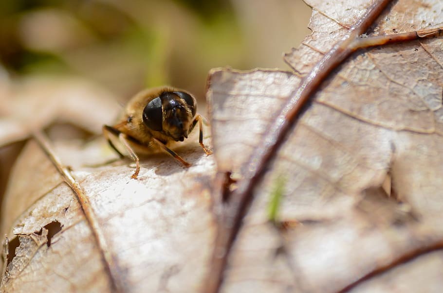 abella, marró, full, error, brut, fulla seca, insecte, macro, fauna animal, temes d'animals, primer pla, animal, un animal, animals a la natura, invertebrat, enfocament selectiu, cap gent, dia, naturalesa, part de la planta, a l'aire lliure, material de fusta, arbre, centrar-se en primer pla, closca d’animals, 2K