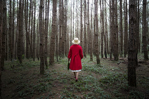donna, rosso, cappotto, circondato, alberi, vista posteriore, conifera, luce del giorno, ambiente, autunno, foresta, erba, guida, cappello, paesaggio, luce, natura, all'aperto, parco, persona, vestito rosso, scenario, panoramico, stagione, camminare, a piedi, boschi, albero, una persona, terra, bosco, pianta, lunghezza intera, retrovisore, tronco d'albero, tronco, donne, persone reali, in piedi, attività di svago, capelli, crescita, stili di vita, capi di abbigliamento, acconciatura, 8K, CC0, dominio pubblico, privo di copyright