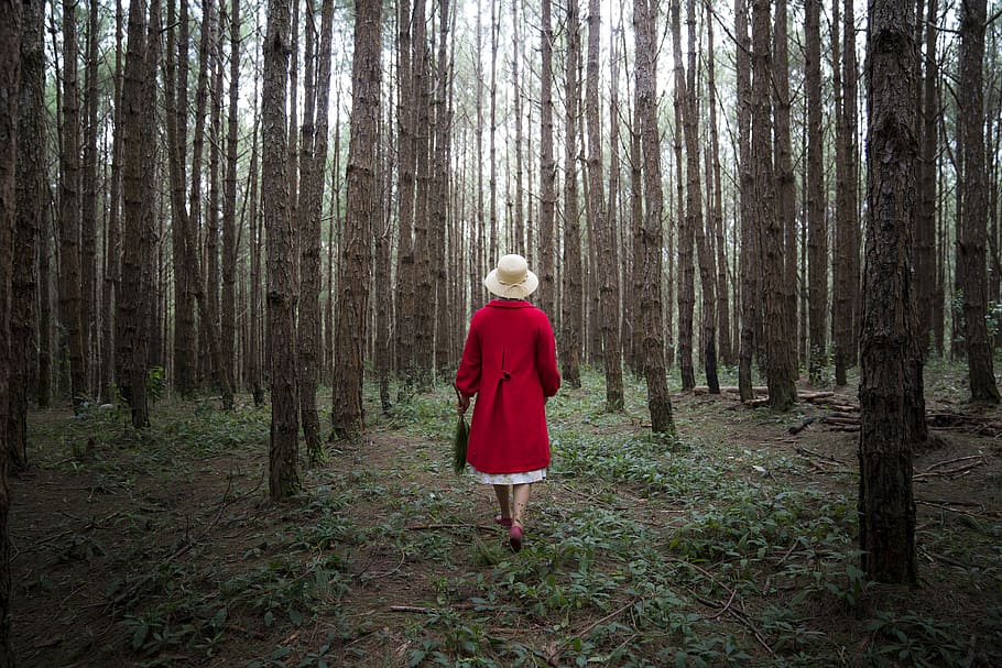 donna, rosso, cappotto, circondato, alberi, vista posteriore, conifera, luce del giorno, ambiente, autunno, foresta, erba, guida, cappello, paesaggio, luce, natura, all'aperto, parco, persona, vestito rosso, scenario, panoramico, stagione, camminare, a piedi, boschi, albero, una persona, terra, bosco, pianta, lunghezza intera, retrovisore, tronco d'albero, tronco, donne, persone reali, in piedi, attività di svago, capelli, crescita, stili di vita, capi di abbigliamento, acconciatura, 8K