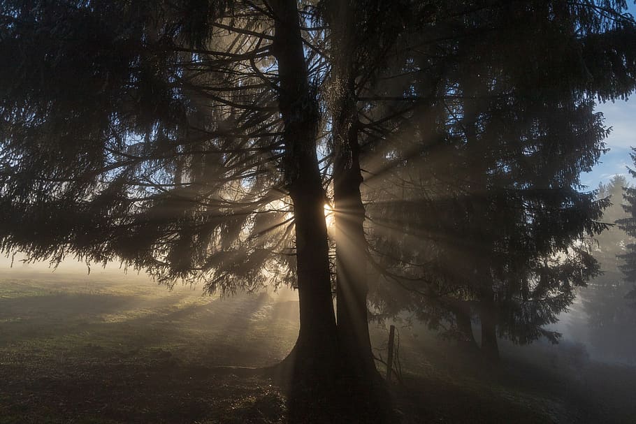 lys, ray, træ, sol, lichtspiel, humør, natur, solstråle, sollys, mørke, tåge, plante, ro, skønhed i naturen, jord, rolig scene, ingen mennesker, vækst, himmel, dag, scenics - natur, Skov, ikke-urbane scene, udendørs, bagagerum, landskab, miljø, streaming, 4K