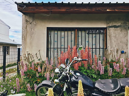 Argentinië, ushuaia, venster, poorten, planten, motorfiets, Zuid-Amerika, bloemen, roze, groen, Purper, zilver, zwart, hek, huis, buitenkant van het gebouw, ingebouwde structuur, architectuur, bloem, bloeiende plant, fabriek, gebouw, natuur, geen mensen, groei, woonwijk, dag, buitenshuis, plant in bloempot, landvoertuig, vervoer, fiets, wijze van transport, raamkozijn, kamerplant, 2K, CC0, publiek domein, royaltyvrij