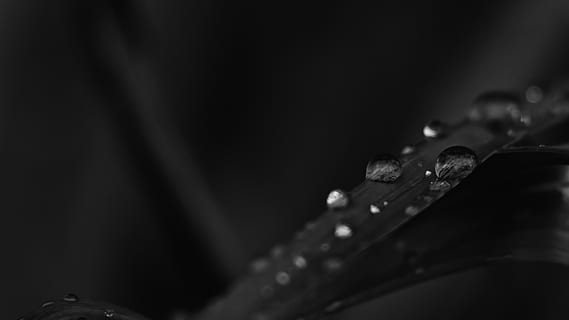 einfarbig, Foto, Wassertropfen, Blatt, schwarz, Nahansicht, dunkel, Tau, fallen, Tröpfchen, Fokus, Makro, Regentropfen, Stillleben, Wasser, nass, selektiver Fokus, keine Leute, Frische, Natur, Schönheit in der Natur, schwarzer Hintergrund, Pflanze, Regen, Reinheit, Fokus auf den Vordergrund, Pflanzenteil, Zerbrechlichkeit, draußen, Grashalm, 2K