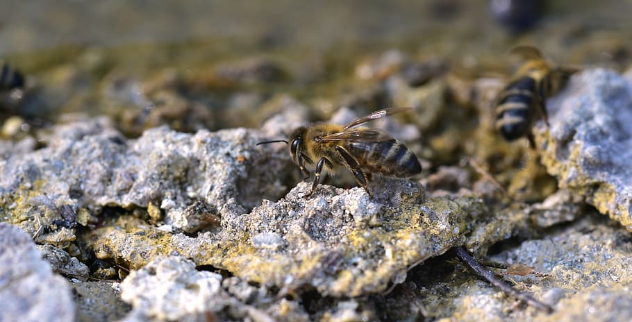 abella, pedra, gatejar, insecte, insecte de vol, ratlles, sòl, lluny, rock, terra, cerca, primer pla, temes d'animals, animal, fauna animal, animals a la natura, un animal, invertebrat, sòlid, cap gent, enfocament selectiu, dia, naturalesa, rock - object, a l'aire lliure, ala dels animals, longitud completa, centrar-se en primer pla, part del cos dels animals, marí, 5K
