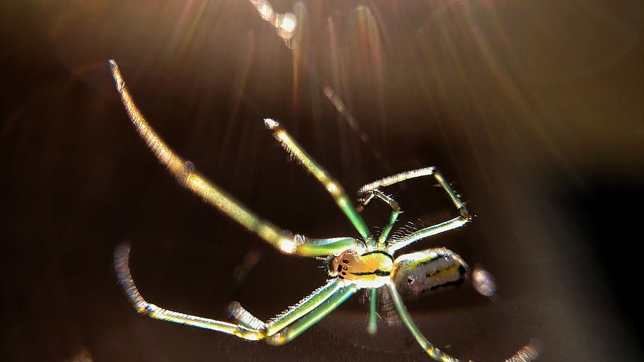 macro, ragno, verde, temi animali, animale, un animale, invertebrato, insetto, fauna selvatica, animali allo stato selvatico, avvicinamento, artropodo, aracnide, parte del corpo animale, nessuno, gamba animale, natura, all'aperto, arto, zoologia, lunghezza intera, concentrarsi sulle conoscenze acquisite, aggressione, 2K