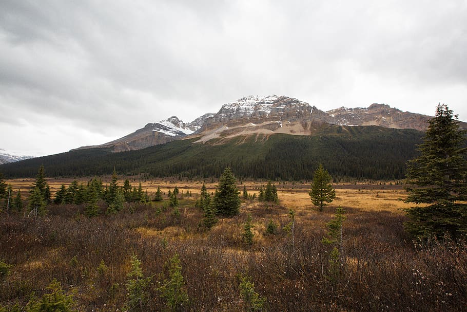 Canada, jaspis, træer, bjerg, alberta, sø, sky - himmel, himmel, plante, miljø, scenics - natur, landskab, skønhed i naturen, natur, ro, træ, ingen mennesker, rolig scene, jord, ikke-urbane scene, dag, græs, bjergkæde, vækst, udendørs, 5K