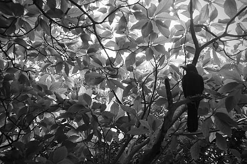 Corb, ocell, arbre, vista, ment buida, planta, branca, vertebrats, vista d’angle baix, temes d'animals, animals a la natura, cap gent, fauna animal, naturalesa, animal, creixement, full, un animal, part de la planta, dia, posat, a l'aire lliure, bellesa a la natura, 2K, CC0, domini públic, lliure de regalies
