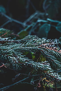 figenblad, træ, plante, nåletræ, gran, Tyskland, fyrretræ, abies, natur, kold, is, vinter, bokeh, Europa, bayern, dyreliv, mos, taks, pollen, lærk, tæt på, ingen mennesker, fokus på forgrunden, selektiv fokusering, vækst, dag, grøn farve, plante del, blad, afdeling, skønhed i naturen, udendørs, mønster, fuld ramme, baggrunde, reb, kompleksitet, sammenfiltrede, 5K, CC0, offentligt domæne, royaltyfrie