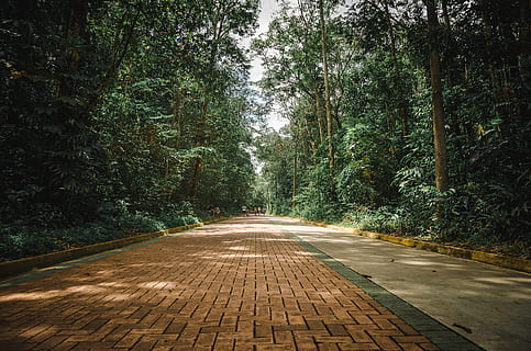 percorso vuoto, bellissimo, ambiente, sentiero, verde, guida, paesaggio, natura, all'aperto, scenario, panoramico, la tranquillità, alberi, albero, direzione, la strada davanti, pianta, foresta, crescita, prospettiva decrescente, giorno, bellezza nella natura, mezzi di trasporto, strada, nessuno, colore verde, vuoto, punto di fuga, lungo, 2K, CC0, dominio pubblico, privo di copyright