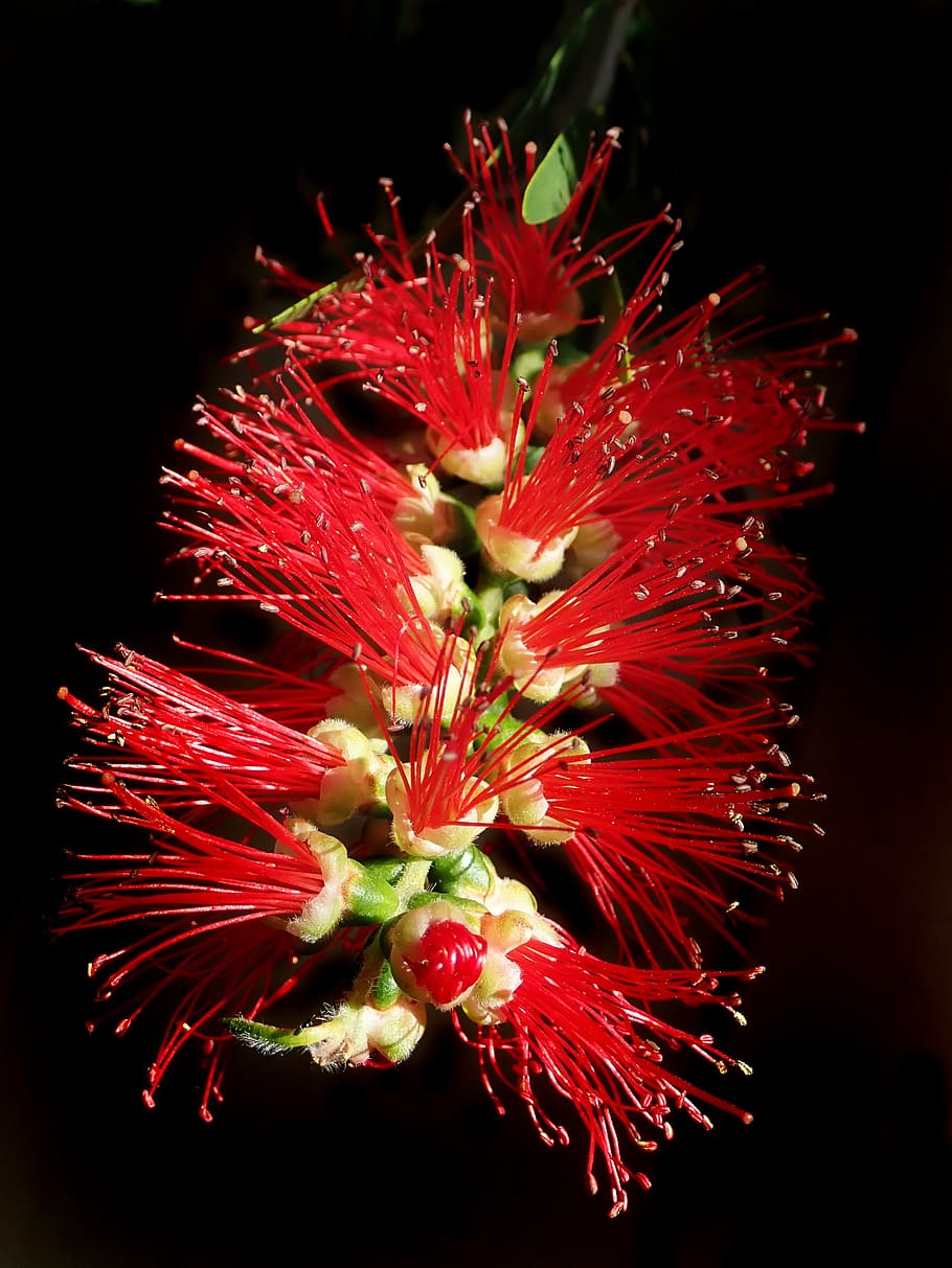 fiore, pennello per bottiglie, nativo, albero, natura del giardino, freschezza, vulnerabilità, pianta fiorita, fragilità, rosso, avvicinamento, pianta, testa di fiore, petalo, infiorescenza, bellezza nella natura, crescita, natura, nessuno, polline, sfondo nero, girato in studio, all'aperto, spinoso, 4K