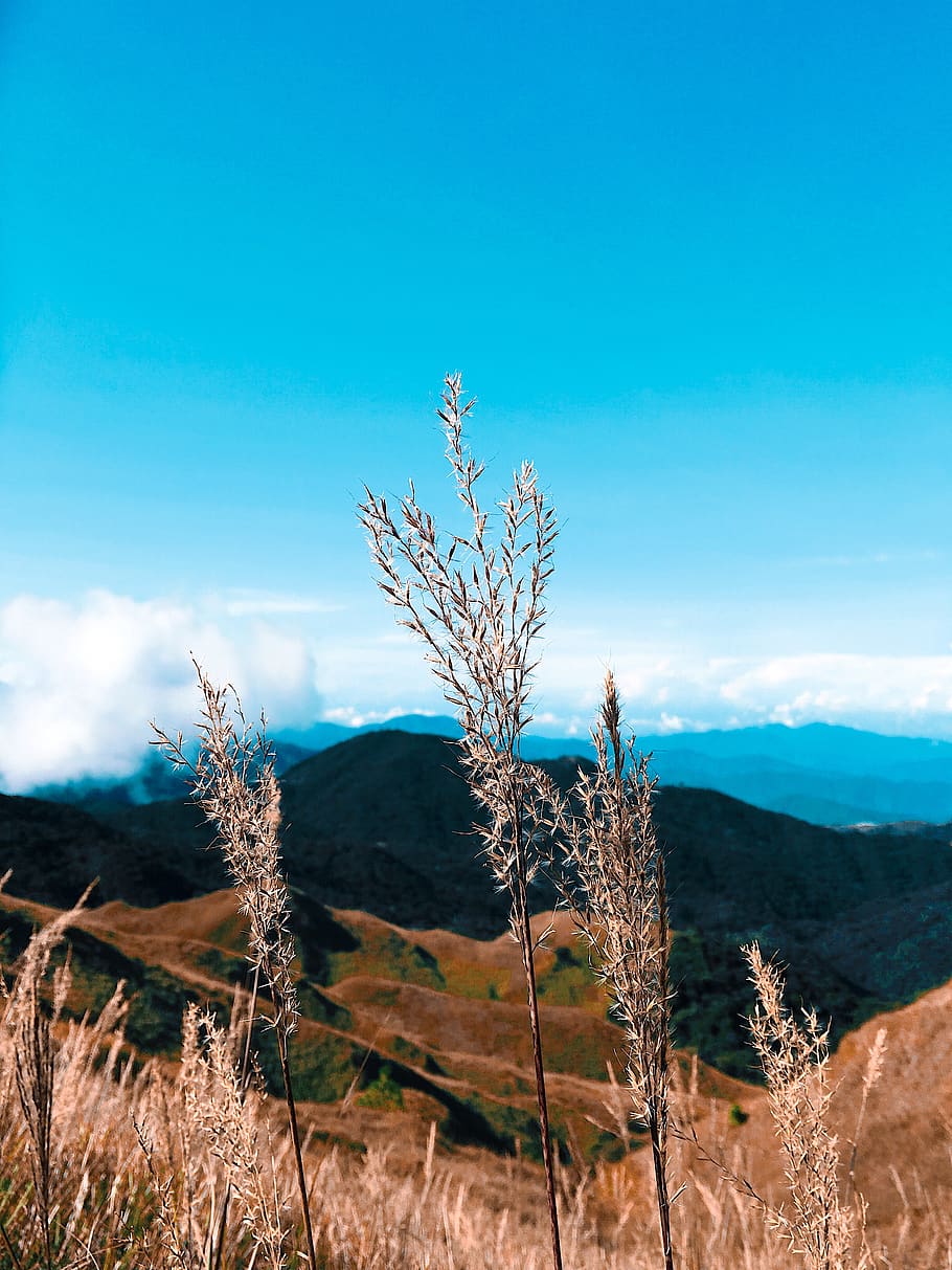 foto del focus, marró, plantes, Serra, brillant, núvols, alba, la llum del dia, sec, medi ambient, camp, flora, herba, camp de gespa, terra de gespa, paisatge, naturalesa de la mare, muntanya, parc natural, escènic, vista, cel, estiu, posta de sol, planta, tranquil·litat, naturalesa, bellesa a la natura, escenics - natura, escena tranquil·la, creixement, cap gent, terra, blau, núvol - cel, dia, llum solar, arbre, a l'aire lliure, clima àrid, 4K