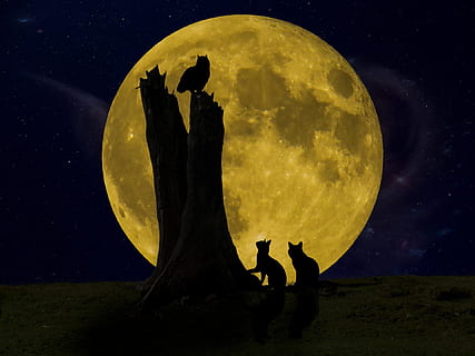 Nacht-, Baum, voll, Mond, Natur, dunkel, Eule, Vogel, Katze, Tier, Himmel, Platz, Astronomie, Silhouette, Stern - Raum, zwei Menschen, Vollmond, Zusammengehörigkeit, Schönheit in der Natur, Szenen - Natur, Menschen, Männer, draußen, Stehen, Ruhe, planetarischer Mond, Mondlicht, digitaler Verbund, 1080P, CC0, gemeinfrei, lizenzfrei