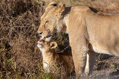 leeuwin staat, dierlijke thema's, dier, groep dieren, zoogdier, dierenleven, dieren in het wild, kat, twee dieren, katachtig, leeuw - katachtig, leeuwin, vrouwelijk dier, jong dier, gewerveld, geen mensen, dierlijke familie, dag, saamhorigheid, huisdieren, buitenshuis, zorg, 5K, CC0, publiek domein, royaltyvrij