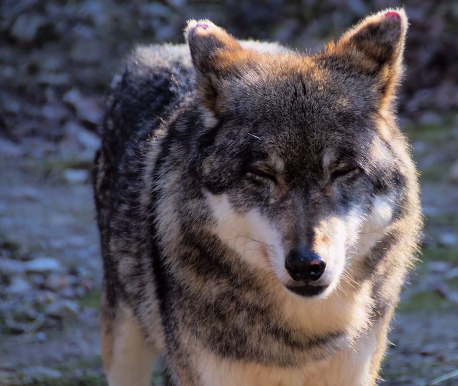 ulv, dyr, psovitá, rovdyr, pattedyr, natur, tæt på, udsigt, snude, farligt, et dyr, dyreliv, dyr i naturen, fokus på forgrunden, dag, ingen mennesker, hvirveldyr, jord, portræt, udendørs, kigger på kameraet, Mark, leder, forfra, 4K
