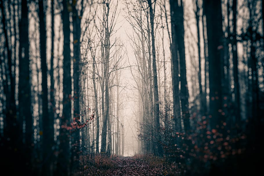 crípticament, trist, misteri, bosc, misteriós, la boira, boscos, fosc, fantasia, màgia, bellesa, el camí, manera, horripilant, naturalesa, conte, escena, paisatge, un interessant, fabulós, desconegut, estrany, fascinant, arbre, tronc, tronc de l'arbre, planta, terra, tranquil·litat, escena tranquil·la, cap gent, boira, escenics - natura, bellesa a la natura, a l'aire lliure, escena no urbana, enfocament selectiu, dia, 5K