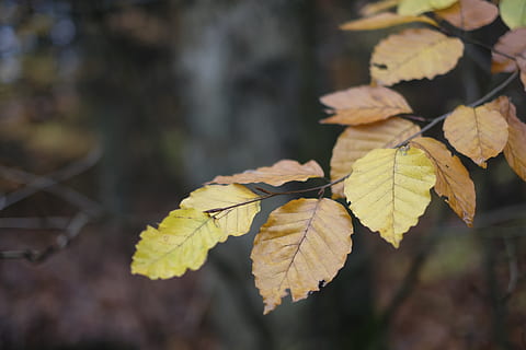 tree, forest, leafs, leaf, nature, plant part, autumn, change, leaves, plant, focus on foreground, close-up, day, beauty in nature, no people, leaf vein, dry, outdoors, selective focus, growth, yellow, sunlight, maple leaf, natural condition, autumn collection, fall, 5K, CC0, public domain, royalty free