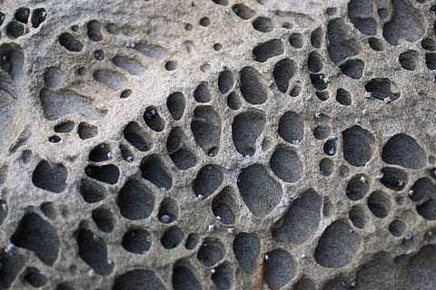 Austràlia, patró, gris, pedra, musclos, platja, forats, primer pla, cap gent, textura, fons, marc complet, primer pla extrem, naturalesa, macro, forat, temes d'animals, animal, patró natural, part del cos dels animals, fòssil, ampliació, fauna animal, a l'aire lliure, animals a la natura, ciència, 4K, CC0, domini públic, lliure de regalies