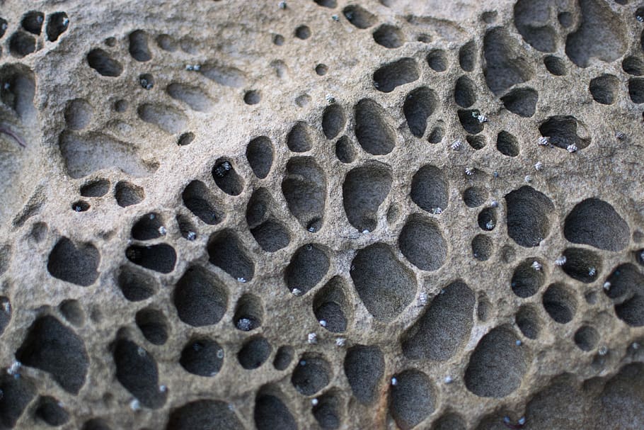 Austràlia, patró, gris, pedra, musclos, platja, forats, primer pla, cap gent, textura, fons, marc complet, primer pla extrem, naturalesa, macro, forat, temes d'animals, animal, patró natural, part del cos dels animals, fòssil, ampliació, fauna animal, a l'aire lliure, animals a la natura, ciència, 4K