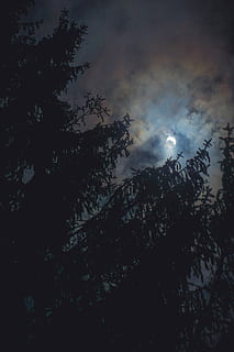 árbol, Nueva Inglaterra, Connecticut, eclipse2017, 2017, verano, temperamental, nube, nublado, cielo, universo, Eclipse solar, Dom, Vía láctea, solarsytem, eclipse, nube - cielo, vista de ángulo bajo, planta, noche, belleza en la naturaleza, naturaleza, nadie, tranquilidad, Luna, paisajes - naturaleza, al aire libre, escena tranquila, silueta, oscuridad, crecimiento, rama, luz de la luna, 5K, CC0, dominio público, libre de derechos