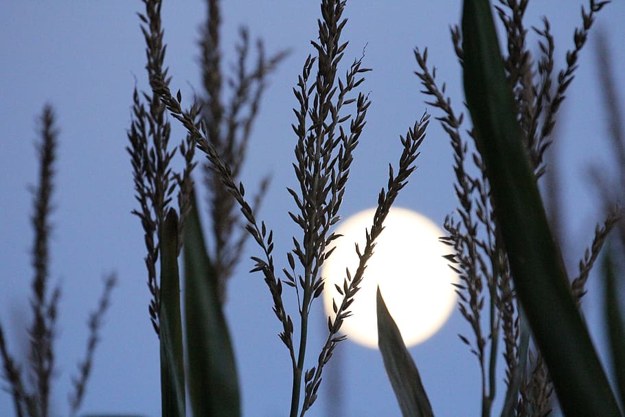Canadà, uxbridge, planta, creixement, cel, naturalesa, cap gent, agricultura, cultiu, planta de cereals, bellesa a la natura, tranquil·litat, primer pla, dia, vista d’angle baix, llum solar, blau, a l'aire lliure, tija de la planta, cel clar, centrar-se en primer pla, terra, 5K