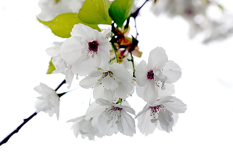 tomurcuklanan bahar, Kiraz çiçeği, bahar, Çiçek açmak, çiçek, tomurcuk, şube, pembe, ağaç, doğa, renk, sezon, Japonca, beyaz, bitki, çiçekli bitki, kırılganlık, Güvenlik açığı, doğada güzellik, tazelik, büyüme, Beyaz renk, taçyaprağı, kapatmak, çiçeklenme, çiçek kafa, insansız, polen, dal, açık havada, Kiraz ağacı, Çiçek demeti, 5K, CC0, kamu malı, telif ücretsiz