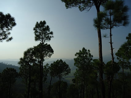 arbre, naturalesa, bosc, núvol, planta, cel, llum solar, al matí, turó, alba, vespre, tarda, temps, habitat, ecosistema, fenomen atmosfèric, planta llenyosa, arecales, creixement, tranquil·litat, bellesa a la natura, escena tranquil·la, cap gent, escenics - natura, a l'aire lliure, terra, escena no urbana, dia, silueta, vista d’angle baix, medi ambient, idíl·lic, arbre de coníferes, 4K, CC0, domini públic, lliure de regalies