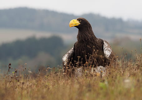 uccello, animale, Aquila orientale, aquila, piuma, predatore, becco, occhio, animali allo stato selvatico, fauna selvatica, vertebrato, un animale, temi animali, pianta, uccello rapace, messa a fuoco selettiva, nessuno, giorno, natura, terra, campo, giallo, all'aperto, erba, aquila calva, aquila - uccello, 4K, CC0, dominio pubblico, privo di copyright