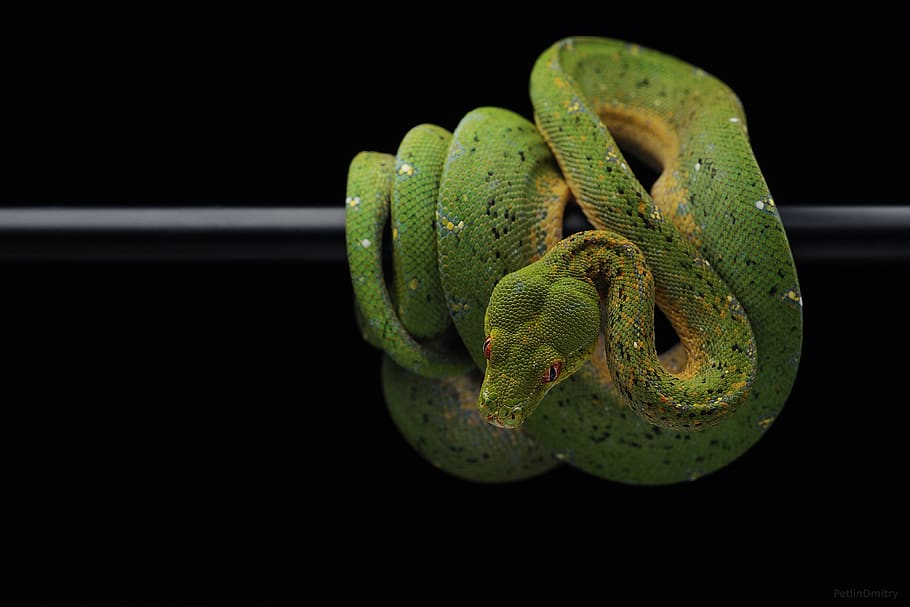serp, python, pitó verd, serp de perill, serp d'ulls vermells, serp en bambu, temes d'animals, fauna animal, un animal, animal, rèptil, cap gent, color verd, fons negre, primer pla, animals a la natura, vertebrats, naturalesa, tir de l'estudi, part del cos dels animals, medi ambient, arrissat, branca, planta, bosc, selva tropical, cap d’animals, verinós, escala d’animals, 4K