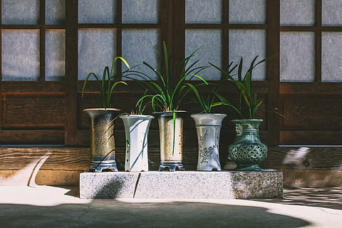 cinco plantas de folhas verdes, plantar, ninguém, crescimento, natureza, vaso de planta, dentro de casa, janela, mesa, dia, transparente, cor verde, recurso de construção de parede, folha, ainda vida, madeira - material, arquitetura, parte da planta, vidro - material, planta de casa, vidro, 5K, CC0, domínio público, royalty free