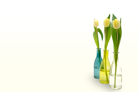 tulipaner, blomster, forår, påske, flasker, kort, postkort, lykønskningskort, kupon, baggrund, studio skud, indendørs, hvid baggrund, mad, friskhed, kopiere plads, mad og drikke, skåret ud, ingen mennesker, grøn farve, stilleben, grøntsag, gul, velvære, sund kost, blomst, plante, tæt på, gruppe af objekter, flaske, slankekure, blomster arrangement, buket, 5K, CC0, offentligt domæne, royaltyfrie