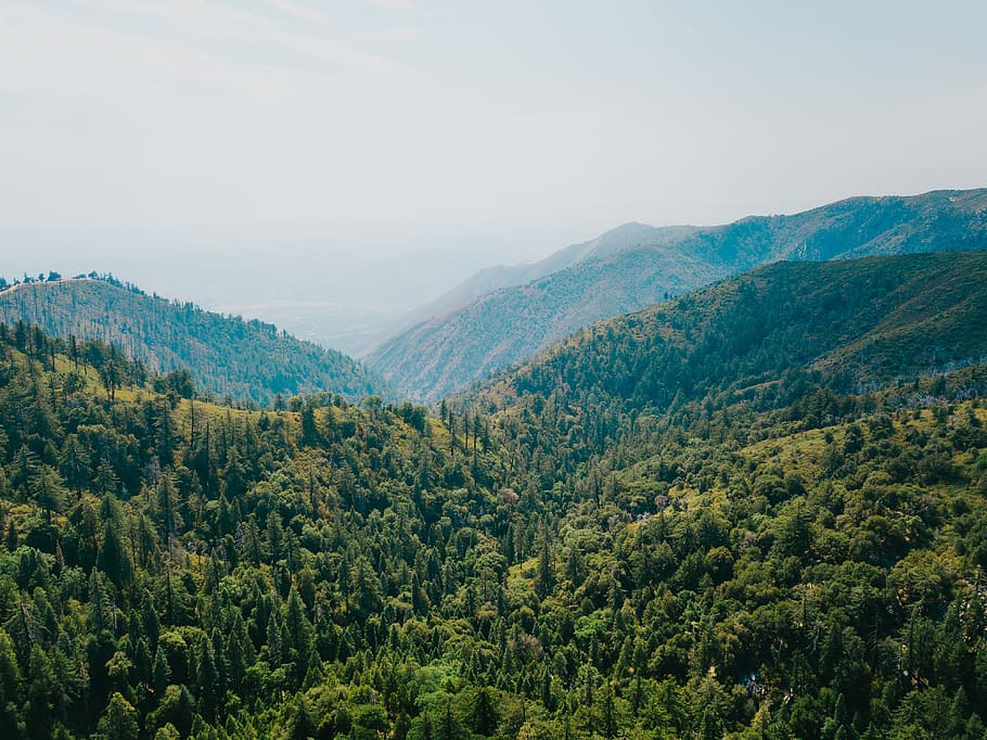 talussos coberts per arbres, naturalesa, a l'aire lliure, muntanya, arbre, planta, avet, abies, Serra, Estats Units, centre de conferències cristiana palomar, palomar, camp, turó, pic, herba, paisatge, pendent, conífera, vegetació, desert, escenics - natura, bellesa a la natura, tranquil·litat, escena tranquil·la, escena no urbana, cel, creixement, color verd, dia, medi ambient, idíl·lic, cap gent, bosc, terra, exuberant fullatge, 4K