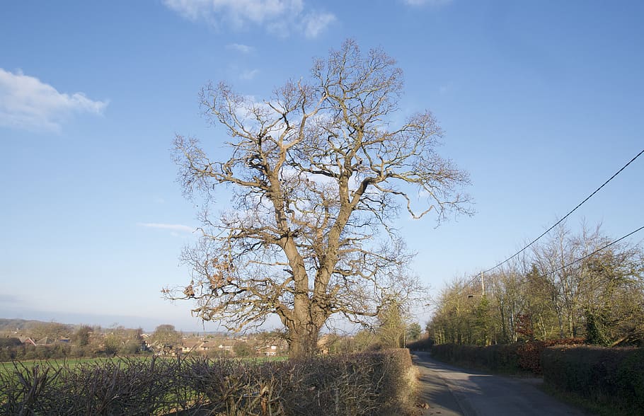 UK, gloucester, l'arbre, cel, planta, arbre, tranquil·litat, bellesa a la natura, núvol - cel, escena tranquil·la, paisatge, naturalesa, escenics - natura, camp, terra, creixement, dia, escena no urbana, medi ambient, cap gent, herba, branca, a l'aire lliure, 4K