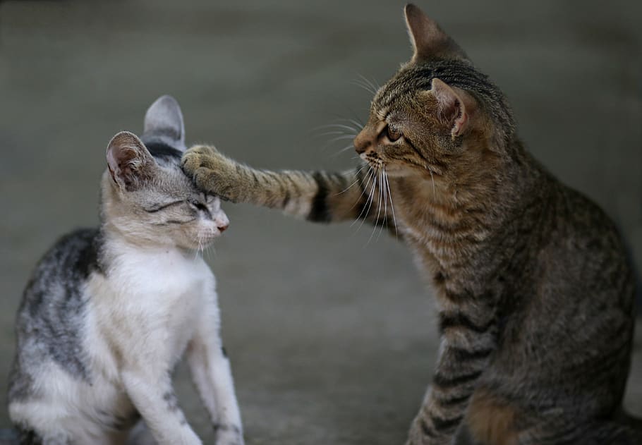 Katze, zwei, abspielen, Tiere, süß, lustig, Tierthemen, Säugetier, Tier, katzenartig, Haustiere, Hauskatze, inländisch, Gruppe von Tieren, zwei tiere, Wirbeltier, keine Leute, Zusammengehörigkeit, Fokus auf den Vordergrund, suchen, Whisker, Sitzung, Wegschauen, tabby, 4K