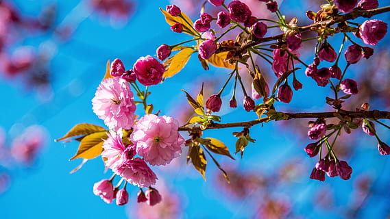 cereja, Primavera, Rosa, árvore, natureza, flores, cor, o cheiro de, temporada, plantar, flor, beleza na natureza, frescura, planta com flores, crescimento, cor rosa, ramo, fechar-se, fragilidade, focar em primeiro plano, ninguém, céu, vulnerabilidade, dia, ao ar livre, fruta, cabeça de flor, Árvore de cereja, 5K, CC0, domínio público, royalty free