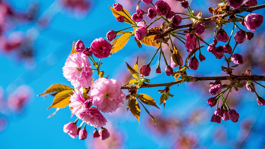 Kirsche, Frühling, Rosa, Baum, Natur, Blumen, Farbe, Der Geruch von, Jahreszeit, Pflanze, Blume, Schönheit in der Natur, Frische, blühende Pflanze, Wachstum, pinke Farbe, Ast, Nahansicht, Zerbrechlichkeit, Fokus auf den Vordergrund, keine Leute, Himmel, Verletzlichkeit, Tag, draußen, Obst, Blütenkopf, Kirschbaum, 5K