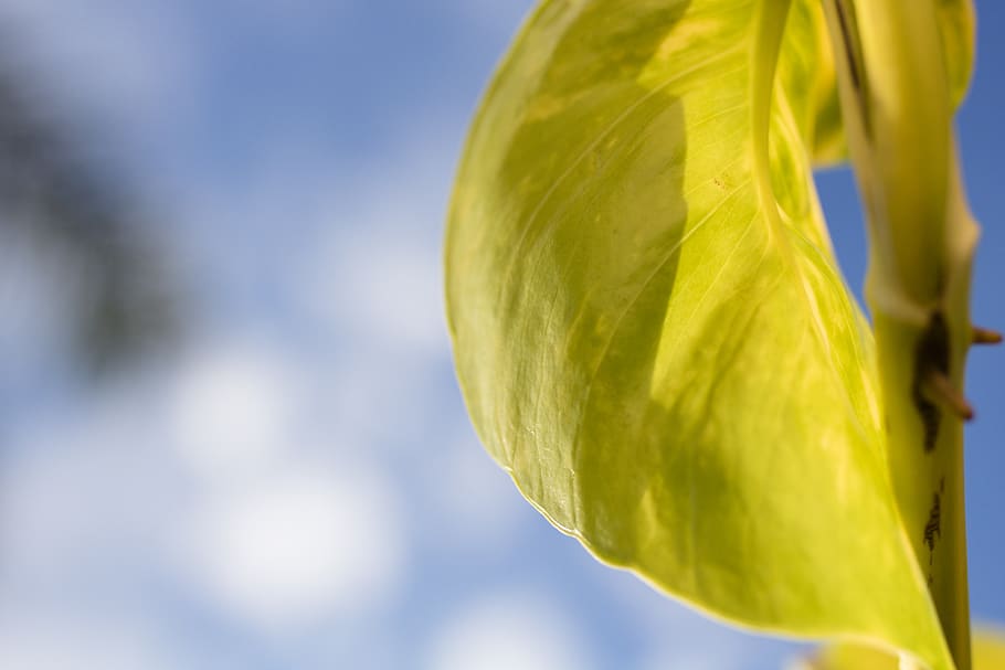 frunze, zoom, macro, ușoară, cer, cer albastru, tapet, galben, a închide, să se concentreze asupra primelor elemente, zi, natură, prospeţime, în aer liber, nici o persoana, creştere, vedere unghiulară joasă, plantă, spațiu copie, albastru, lumina soarelui, frumusețe în natură, selectiv, vulnerabilitate, fragilitate, floare, 5K