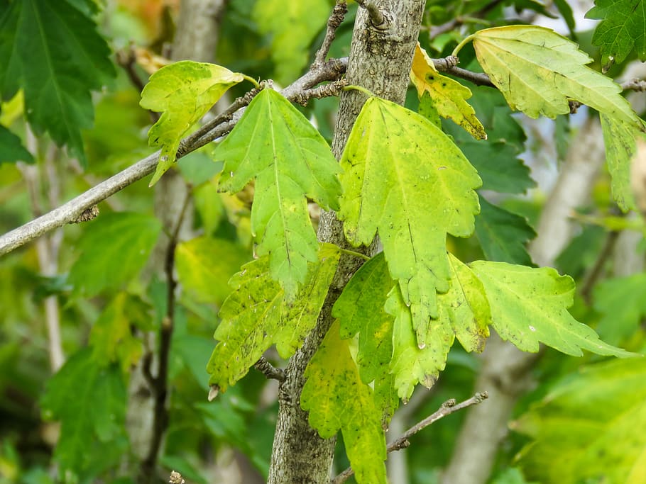 Pflanzen, Blätter, grüne Farbe, Pflanze, Pflanzenteil, Blatt, Fokus auf den Vordergrund, Wachstum, Tiere in freier Wildbahn, Natur, Nahansicht, Tag, wirbellos, Tierwelt, Tierthemen, keine Leute, Insekt, ein Tier, Tier, Baum, draußen, Schönheit in der Natur, 4K