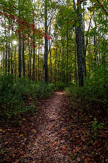 des arbres, forêt, chemin, Piste, parc, les bois, perdu, la nature, l'automne, tomber, arbre, plante, terre, la voie à suivre, tranquillité, direction, feuille, beauté dans la nature, croissance, partie de la plante, scène tranquille, changement, tronc d'arbre, tronc, journée, sentier, paysages - nature, des bois, personne, en plein air, feuilles, 5K, CC0, domaine public, libre de droits